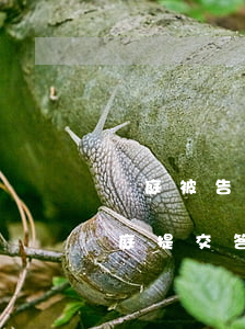 開庭被告怎么答辯(被告可以當(dāng)庭提交答辯狀嗎)