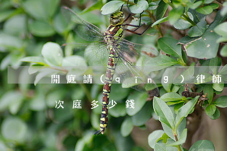 開庭請(qǐng)律師要多少錢(律師出一次庭多少錢)