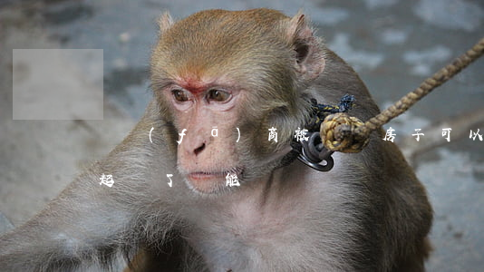 開發(fā)商被訴訟房子可以買嗎(房子被起訴了還能賣嗎)