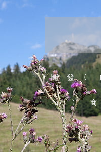 開發(fā)商逾期交房律師函(告開發(fā)商逾期交房起訴書怎么寫)