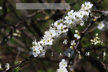 開?；橐鲭x婚律師費(fèi)用(夫妻離婚請(qǐng)律師多少錢)