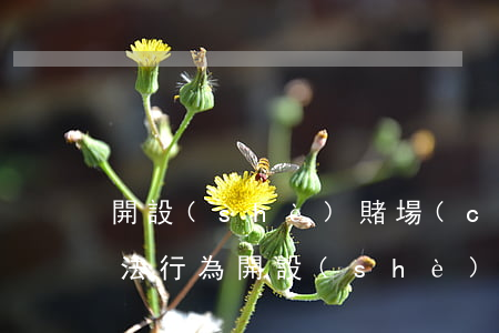 開設(shè)賭場(chǎng)罪的違法行為(開設(shè)賭場(chǎng)罪情節(jié)嚴(yán)重的)