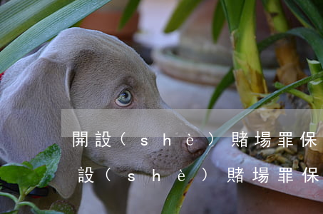 開設(shè)賭場罪保釋保證金是多少(開設(shè)賭場罪保釋保證金是多少)