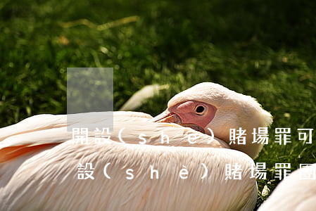開設(shè)賭場罪可以請法律援助嗎(開設(shè)賭場罪團(tuán)伙能取保嗎?)
