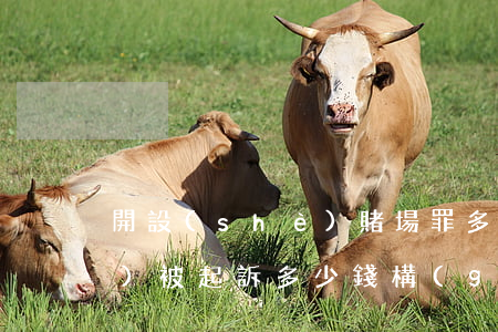 開設(shè)賭場罪多少錢不會(huì)被起訴(多少錢構(gòu)成開設(shè)賭場罪)