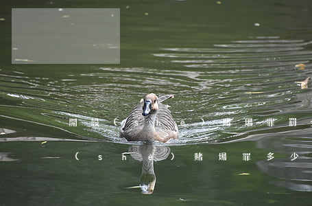 開設(shè)賭場罪罰金比例為多少(開設(shè)賭場罪多少錢算情節(jié)嚴(yán)重)