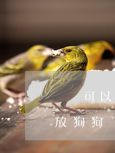 開車可以把狗放在副駕駛違法嗎(副駕駛可以放狗狗嗎)