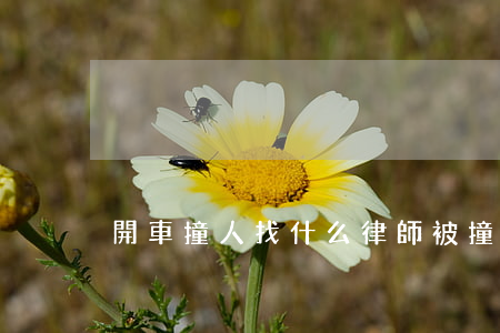 開車撞人找什么律師(被撞了,需要找律師嗎)
