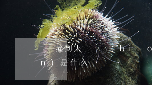 開車門撞到人賠償標(biāo)準(zhǔn)是什么