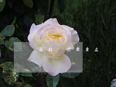 開逾期證明需要在開戶行嗎