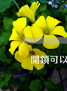 開鎖可以不換鎖芯嗎(不換鎖芯能開鎖嗎)
