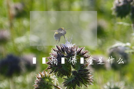 閑魚拍賣保證金是什么