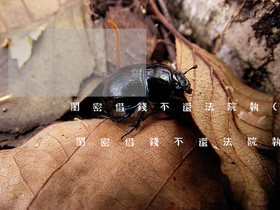 閨密借錢不還法院執(zhí)行了怎么辦（閨密借錢不還法院執(zhí)行）