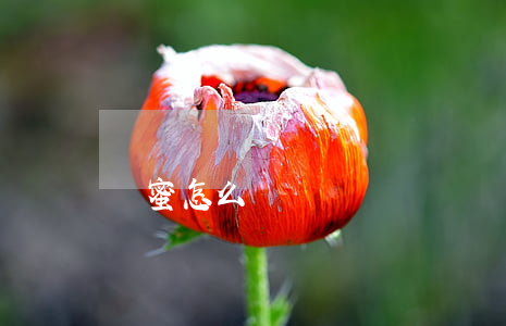 閨蜜怎么寫