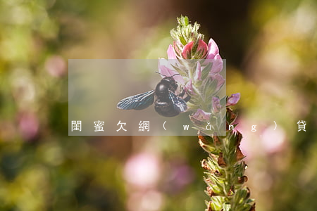 閨蜜欠網(wǎng)貸說不想活了