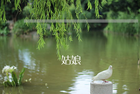 闖紅燈姑娘