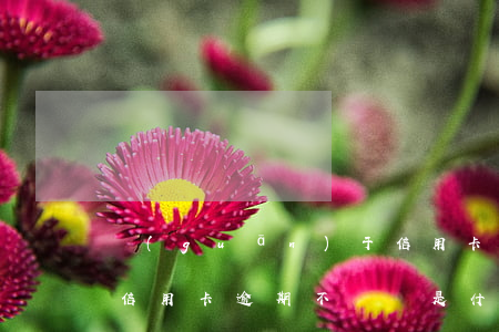 關(guān)于信用卡逾期還不上的事(借信用卡逾期不還會是什么后果)