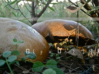 關(guān)于停息掛賬的文章