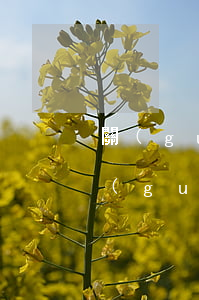 關(guān)于透支信用卡的若干法律規(guī)定-關(guān)于透支信用卡的若干法律規(guī)定有哪些