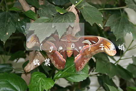 關(guān)于重婚與重婚證據(jù)收集