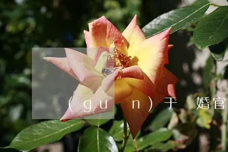 關(guān)于離婚官司怎么打