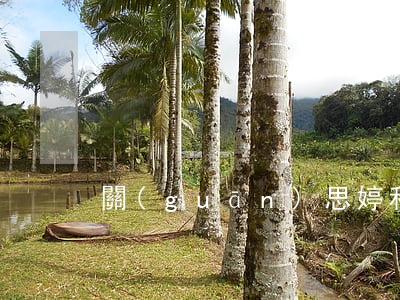 關(guān)思婷和張桐離婚