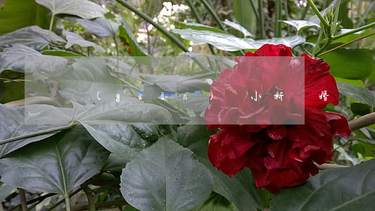 關(guān)揚小新離婚