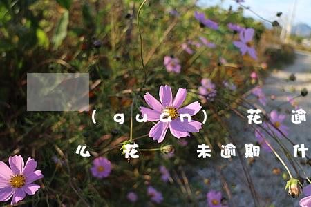 關(guān)閉花唄逾期會(huì)怎么樣(花唄從未逾期,為什么系統(tǒng)直接關(guān)閉了)