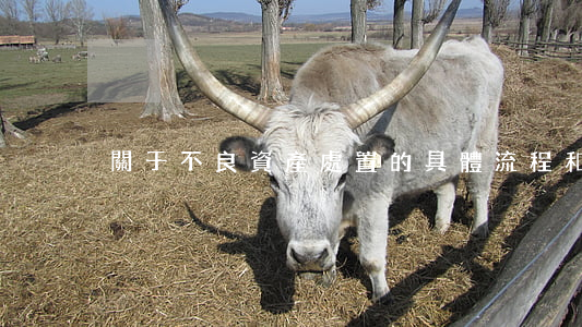 關于不良資產處置的具體流程和法律風險