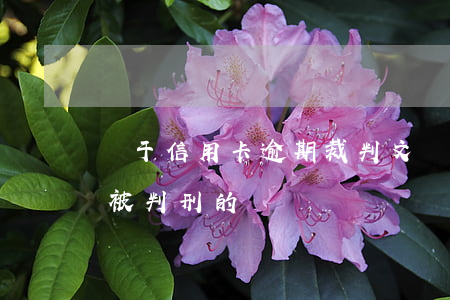 關于信用卡逾期裁判文書(有沒有信用卡逾期被判刑的)