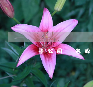 關于公司隱名股東法律風險提示