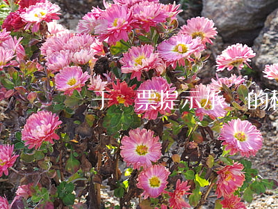 關于匯票提示承兌的相關知識有哪些