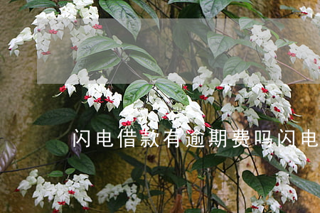 闪电借款有逾期费吗(闪电借款还放款吗)