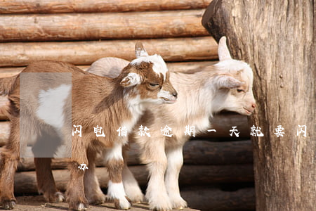 闪电借款逾期一天就要(闪电贷晚还1天怎么办)