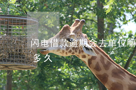 闪电借款逾期会去单位嘛(闪电借款审核需要多久)