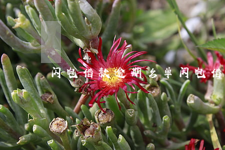 闪电借款逾期名单(闪电借款逾期3年说起诉)