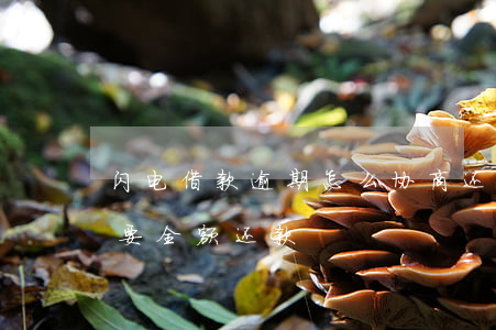 闪电借款逾期怎么协商还款-闪电贷逾期后要全额还款