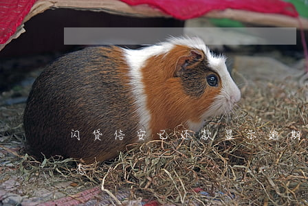 闪贷信安已还款显示逾期(闪银闪贷待放款状态)