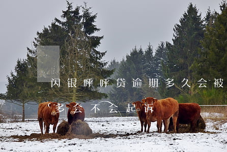 闪银呼呼贷逾期多久会被起诉(闪银欠款两年多会不会起诉)