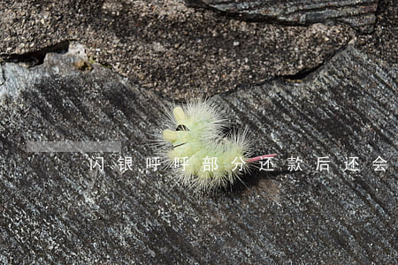 闪银呼呼部分还款后还会延期吗-