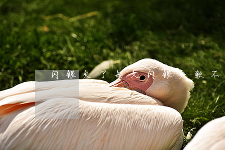闪银欠了好久(闪银欠款不用还了吗)