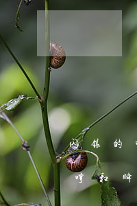 闪银的哼哼跟瞬瞬可以延期还款吗-闪银哼哼和瞬瞬不还会怎么样