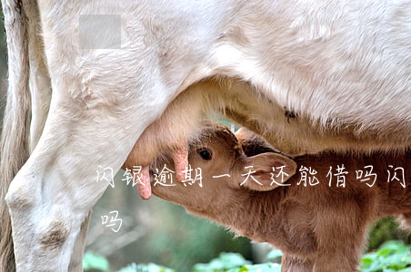 闪银逾期一天还能借吗(闪银逾期一天还能借吗)