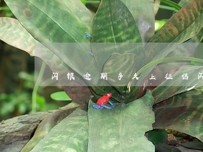 闪银逾期多久上征信(闪银一般几天上征信)