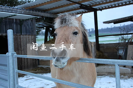 闲鱼二手车