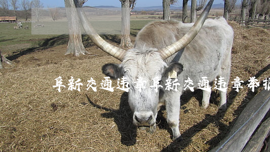 阜新交通违章(阜新交通违章举报平台)