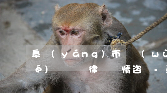 阜陽(yáng)市債務(wù)協(xié)議糾紛律師詳情咨詢-阜陽(yáng)專業(yè)債務(wù)律師