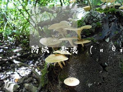 防校園欺凌內(nèi)容