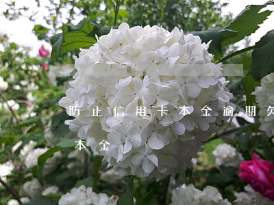 防止信用卡本金逾期(欠信用卡逾期利息超過本金)