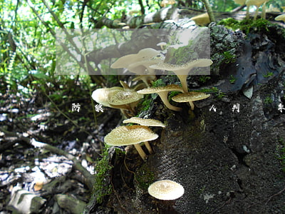 防狼噴霧劑噴人判幾年
